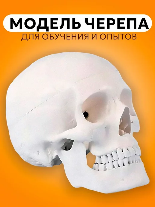 ЦЕНТР РАСПРОДАЖ Модель черепа Bone разборная 1 1