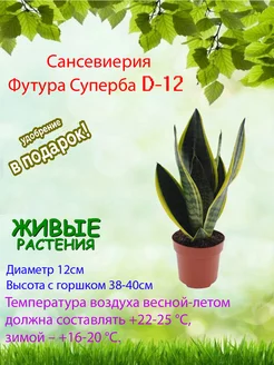 Комнатное растение Сансевиерия Футура Суперба D-12 Это наш сад 227060700 купить за 2 542 ₽ в интернет-магазине Wildberries