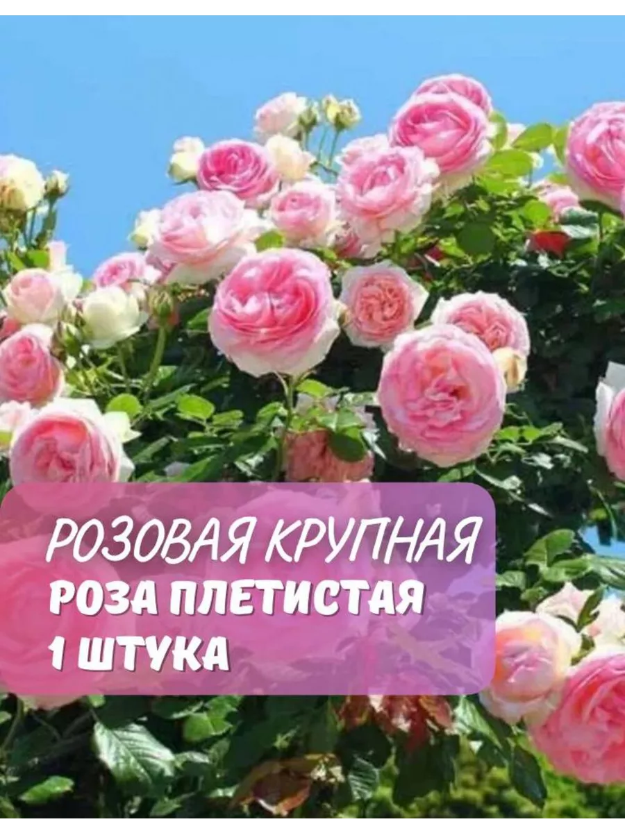 Роза плетистая Розовая крупная / саженец розы GardenShop 227117246 купить  за 1 910 драм в интернет-магазине Wildberries