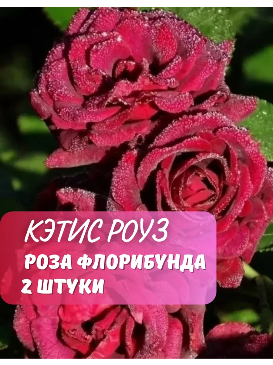 Роза флорибунда Кэтис Роуз, 2 шт. GardenShop 227117524 купить за 1 092 ₽ в  интернет-магазине Wildberries