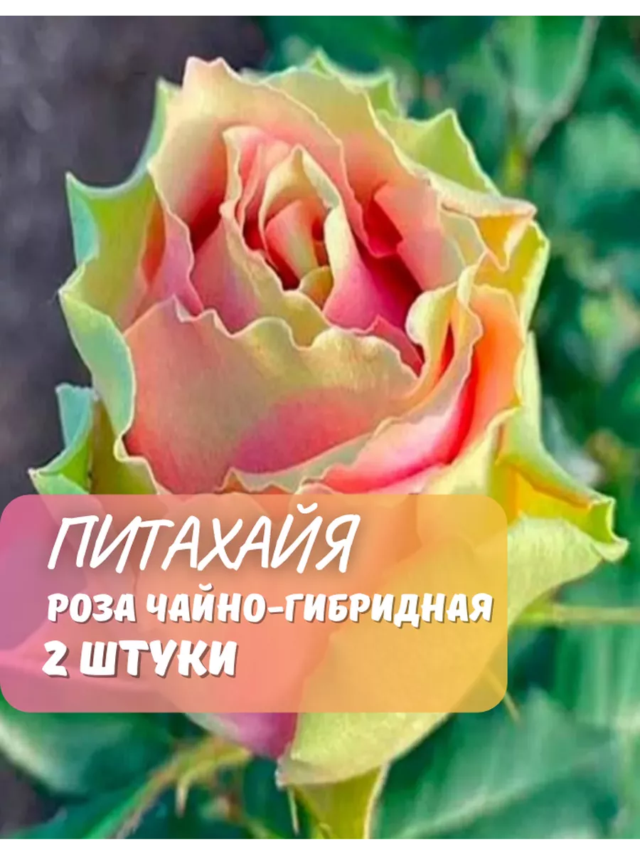 Роза чайно-гибридная Питахайя 2 шт GardenShop 227117587 купить за 1 092 ₽ в  интернет-магазине Wildberries