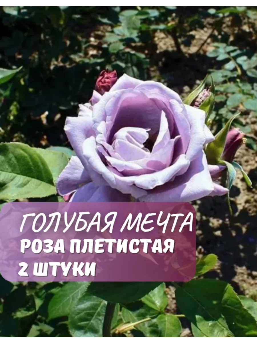 Роза плетистая Голубая Мечта, 2 шт. GardenShop 227117742 купить за 1 092 ₽  в интернет-магазине Wildberries