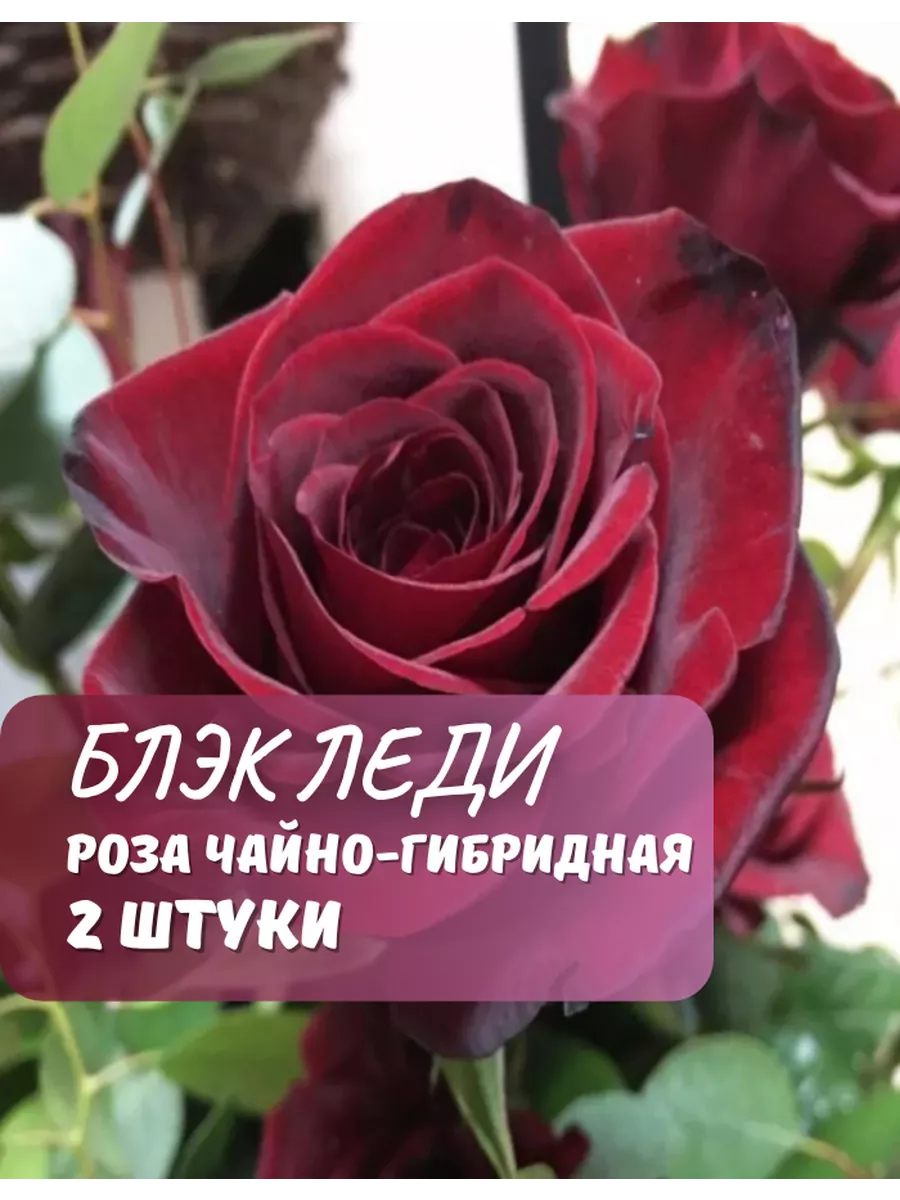 Роза чайно-гибридная Блэк Леди, 2 шт. GardenShop 227117861 купить за 1 092  ₽ в интернет-магазине Wildberries