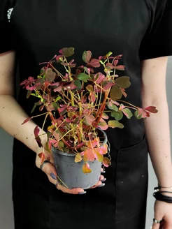 Пьер Вудман ресейліктермен кастинг