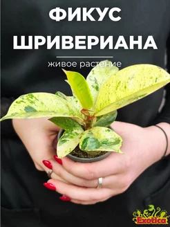 Фикус Эластика Шривериана (Ficus Elastica Shivereana) D6см Exotica 227310040 купить за 1 020 ₽ в интернет-магазине Wildberries