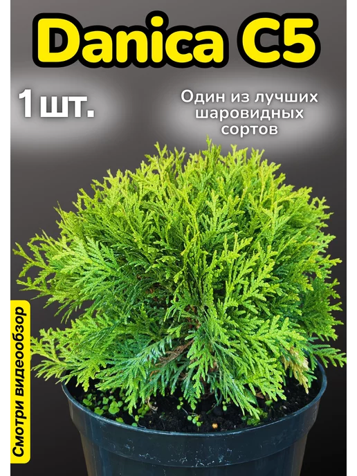 Декоративные растения. Туя Смарагд. Набор для выращивания. Туя шаровидная Даника С5 1шт