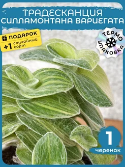 Живой цветок Традесканция Силламонтана Вариегата черенки 1шт Сад Натали 227665784 купить за 426 ₽ в интернет-магазине Wildberries