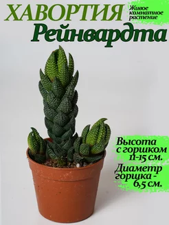 Хавортия Рейнвардта (Haworthia reinwardtii) Green cats 227666298 купить за 1 218 ₽ в интернет-магазине Wildberries