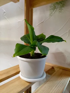 Банан Киевский Карлик - растение живое в кашпо 0,5л Питомник Japangarden 227783753 купить за 2 018 ₽ в интернет-магазине Wildberries
