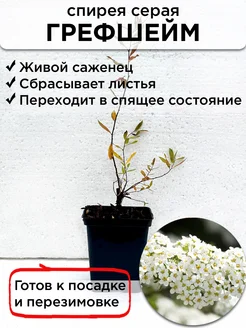 Спирея серая Грефшейм (Spiraea cinerea Grefsheim) Саженцы питомника ЗаказВсад 227871308 купить за 312 ₽ в интернет-магазине Wildberries