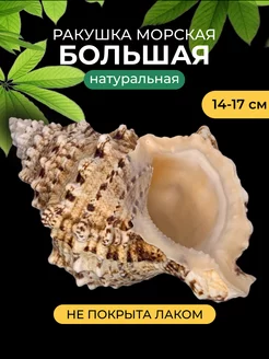 Ракушка морская большая натуральная для декора аквариума