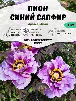 Саженцы Пион Цветы Синий Сапфир ОНЛАЙН САД 228139687 купить за 760 ₽ в интернет-магазине Wildberries