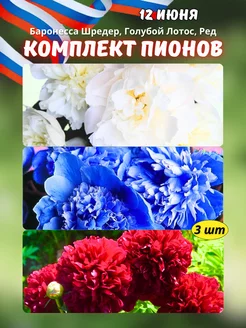 Комплект №7 Саженцы Пионов (3 шт) ОНЛАЙН САД 228296456 купить за 1 360 ₽ в интернет-магазине Wildberries