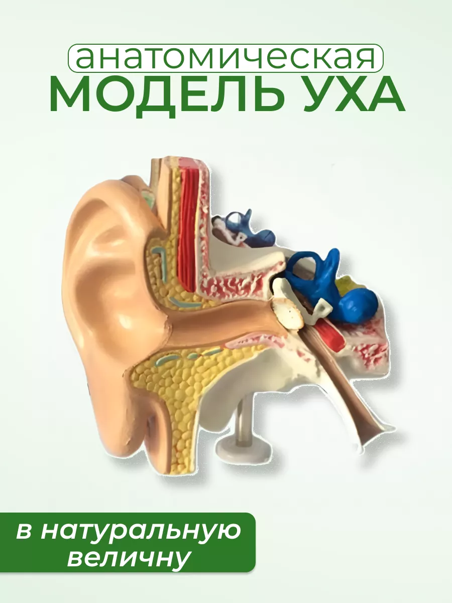 Анатомическая модель уха человека