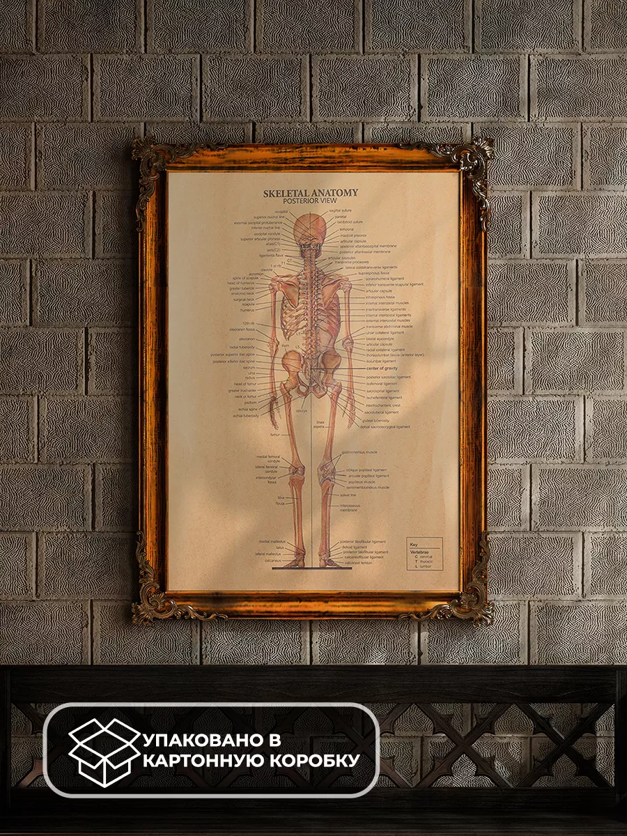 Постер из крафт-бумаги Skeletal Anatomy Posterior 51 х 35 см