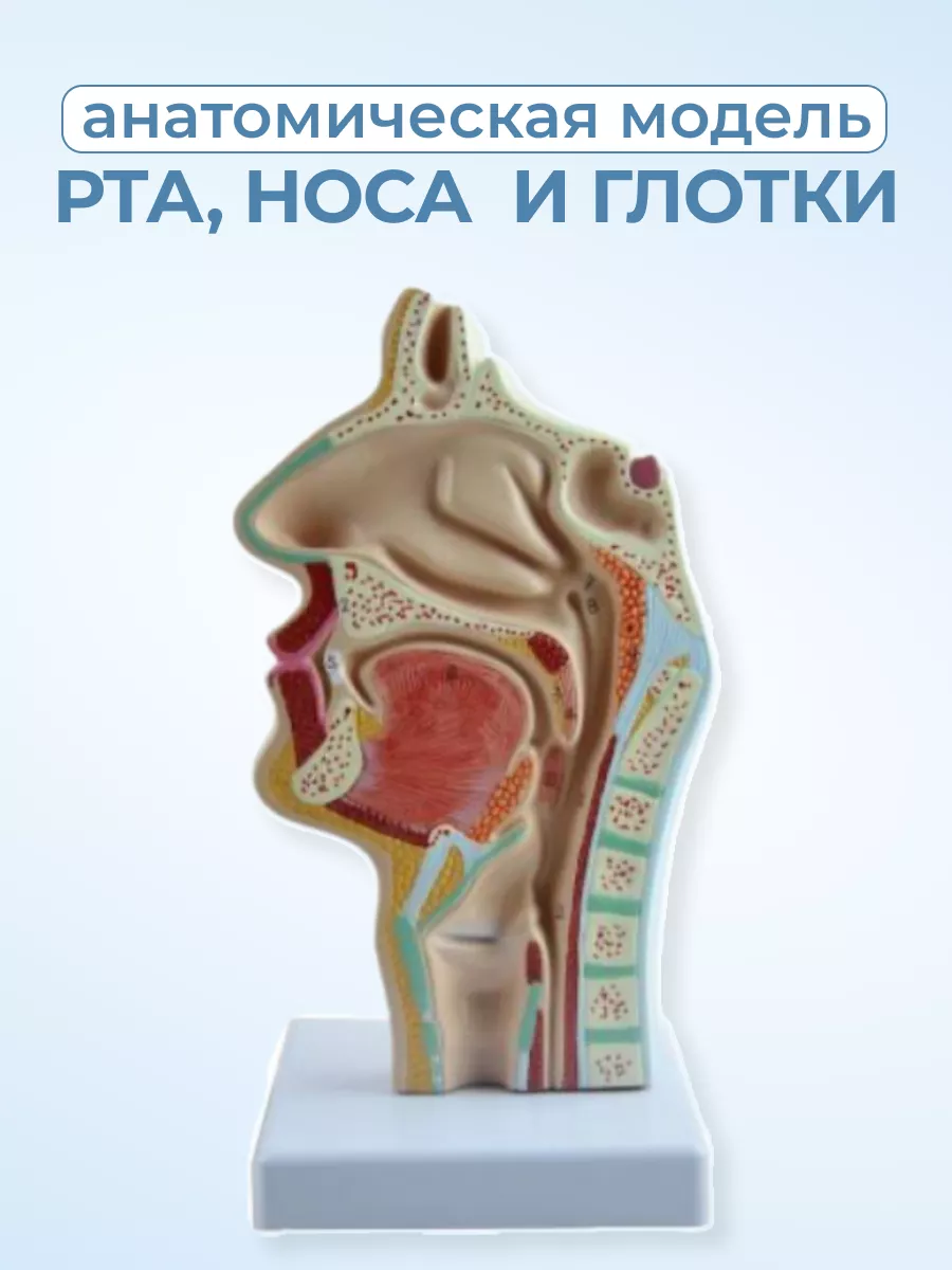 Анатомическая модель носа, рта и глотки