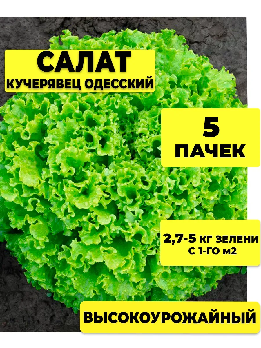Семена салата Одесский Кучерявец