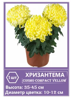 Хризантема Cosmo Compact Yellow саженец SEV&SAD 228893452 купить за 284 ₽ в интернет-магазине Wildberries