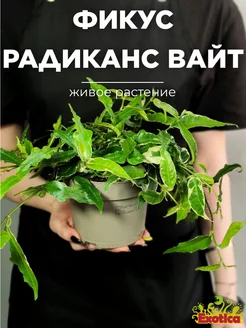 Фикус Радиканс Вайт (Ficus Radicans White) D12см