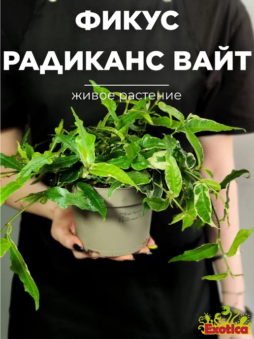 Exotica Фикус Радиканс Вайт (Ficus Radicans White) D12см