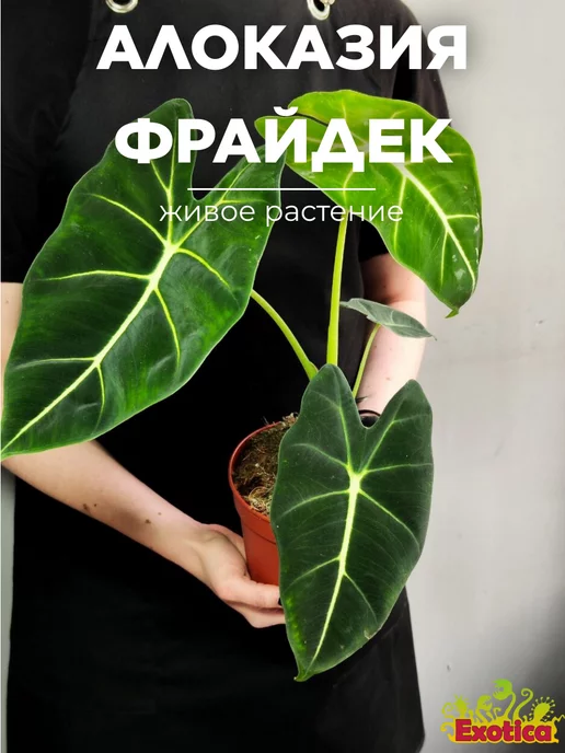 Exotica Алоказия Мишольца Фрайдек (Alocasia Frydek) D12см