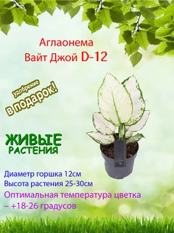 Аглаонема Вайт Джой (White Joy) D12 Это наш сад 228899138 купить за 2 916 ₽ в интернет-магазине Wildberries