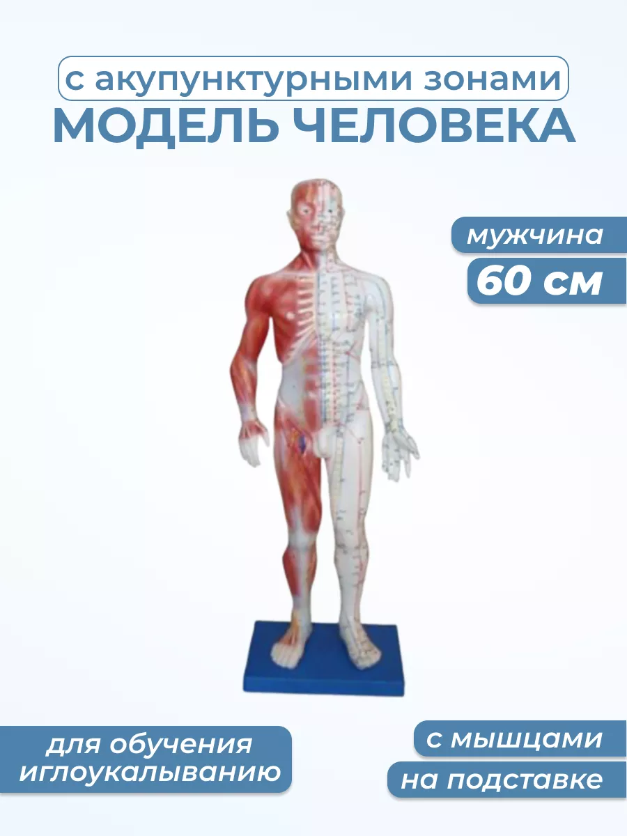 Модель человека с акупунктурными точками и мышцами