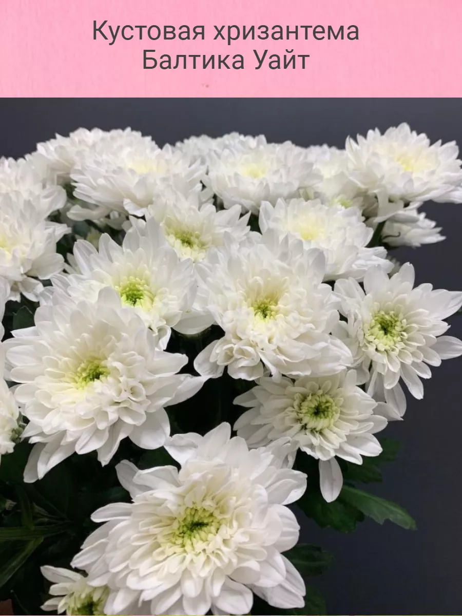 Хризантема хайдар пинк. Хризантема сорт бомбардино. Хризантема мирана. Хризантема кустовая стеллини. Хризантема кустовая балтика белая.