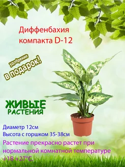 Диффенбахия Компакта D12 Это наш сад 229094583 купить за 1 490 ₽ в интернет‑магазине Wildberries