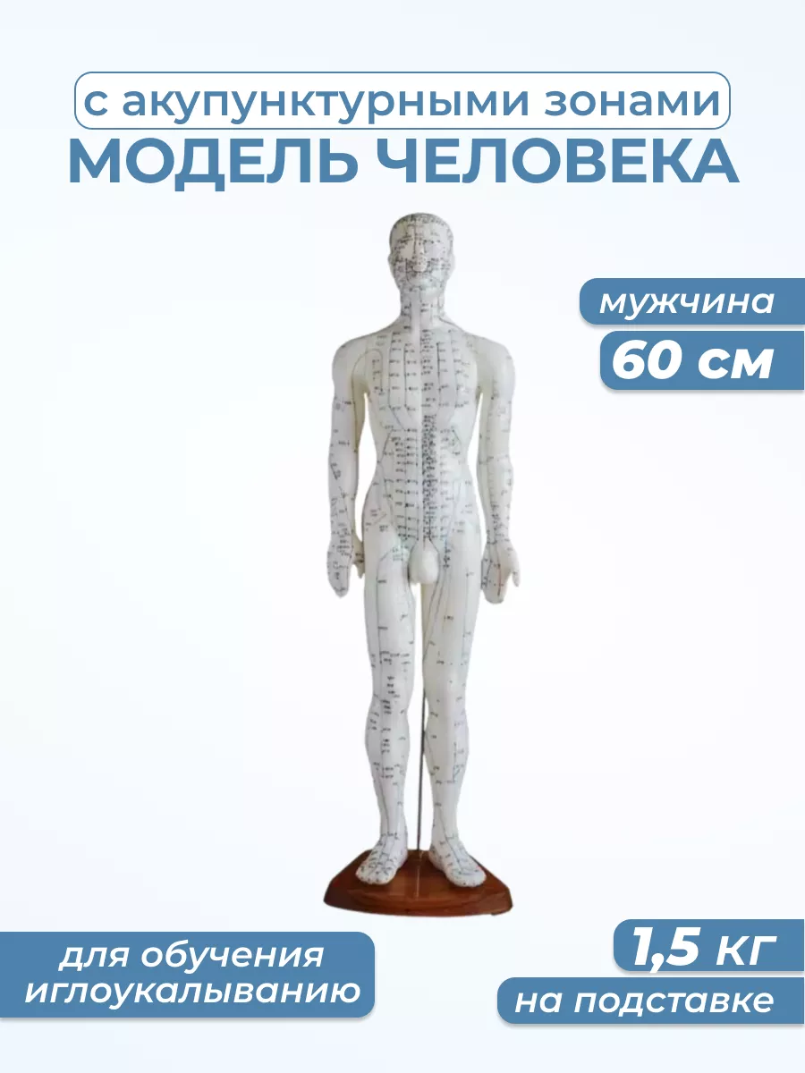 Модель человека с акупунктурными точками