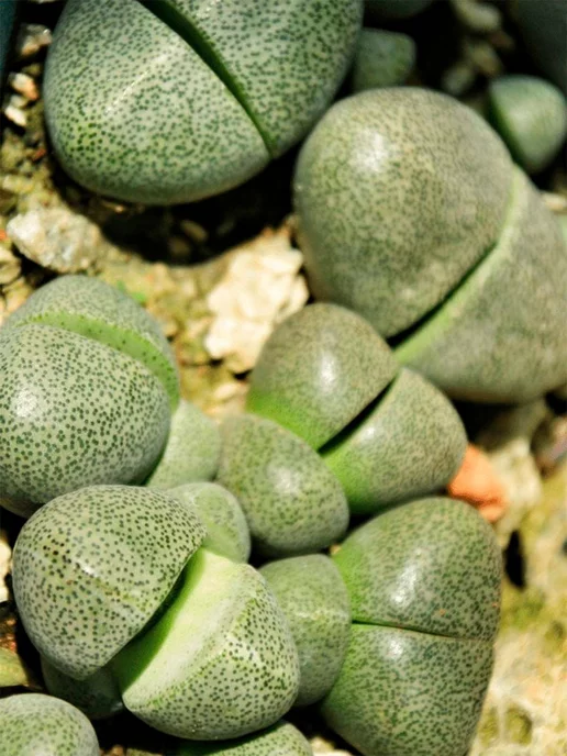 Стильные горшочки Pleiospilos nelii (набор для выращивания суккулентов), 7 шт, фото 2