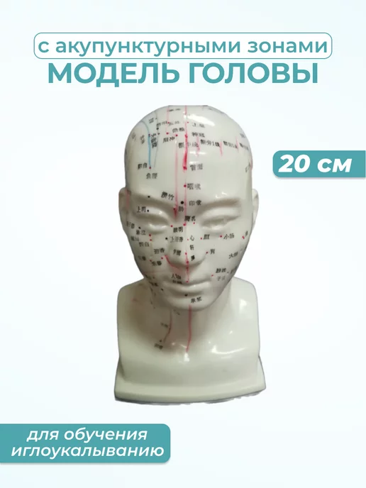 Медтехно Анатомическая модель головы с акупунктурными точками, вариант