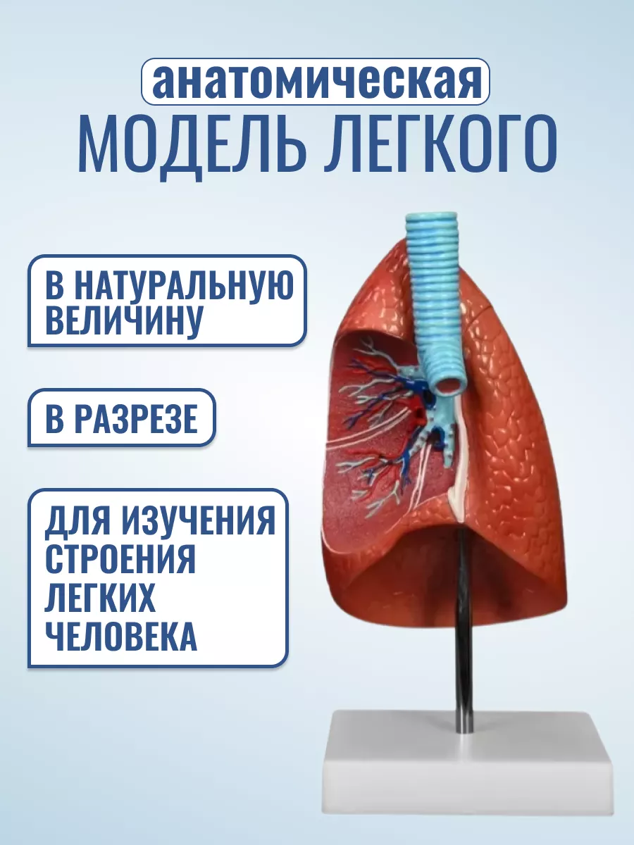 Анатомическая модель легких человека