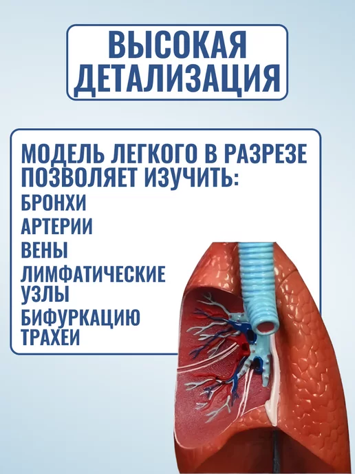 Медтехно Анатомическая модель легких человека, вариант, фото 2