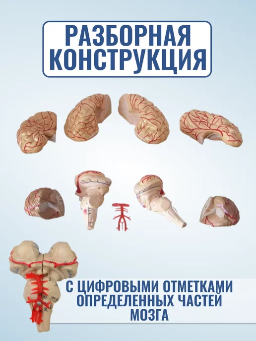 Retorsa Анатомическая модель мозга человека, вариант, фото 2