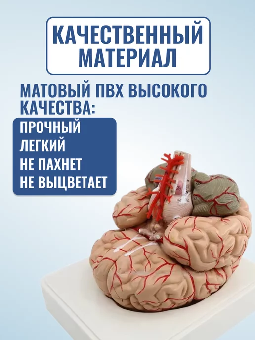 Retorsa Анатомическая модель мозга человека, вариант, фото 3