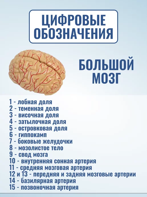 Retorsa Анатомическая модель мозга человека, вариант, фото 5