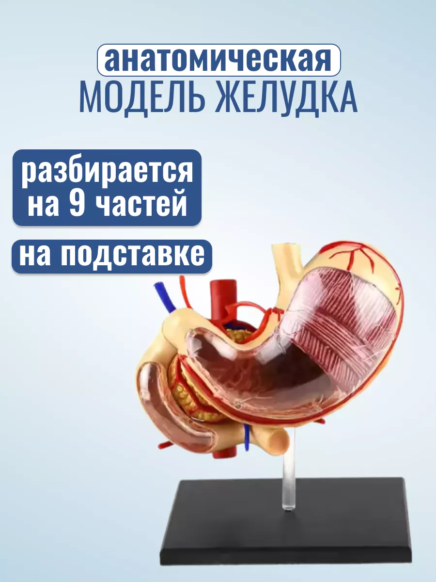 Анатомическая модель желудка человека