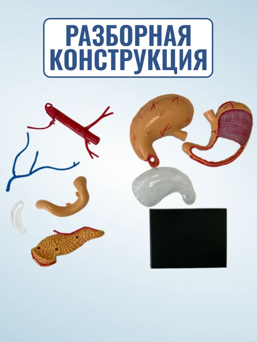 Retorsa Анатомическая модель сердца разборная, Медтехно желудка человека, фото 2