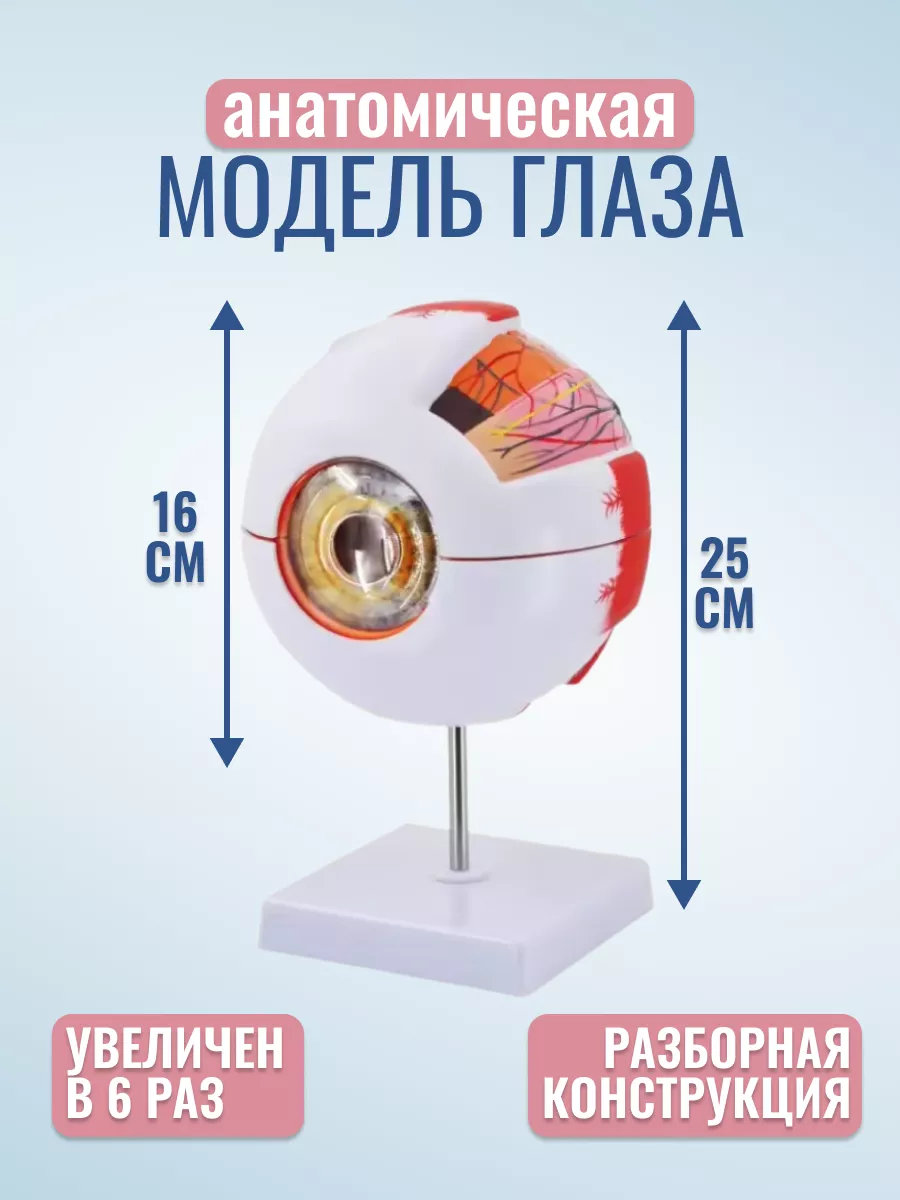 Анатомическая модель глаза человека 25 см