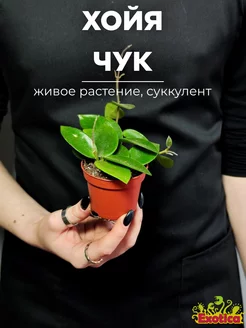 Хойя Чук (Hoya Chouke) D6см Exotica 230006941 купить за 767 ₽ в интернет-магазине Wildberries