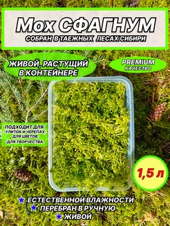 Мох сфагнум живой растущий в контейнере для растений Цветландия 230043097 купить за 504 ₽ в интернет-магазине Wildberries