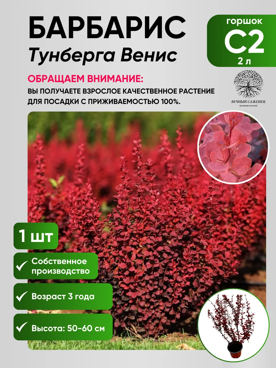 Барбарис тунберга Венис