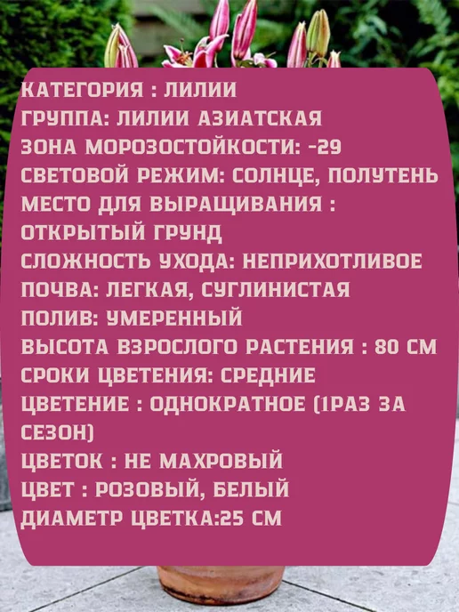 Царь сад Лилия Восточная Лилия Экстраваганза, 2 шт, фото 2