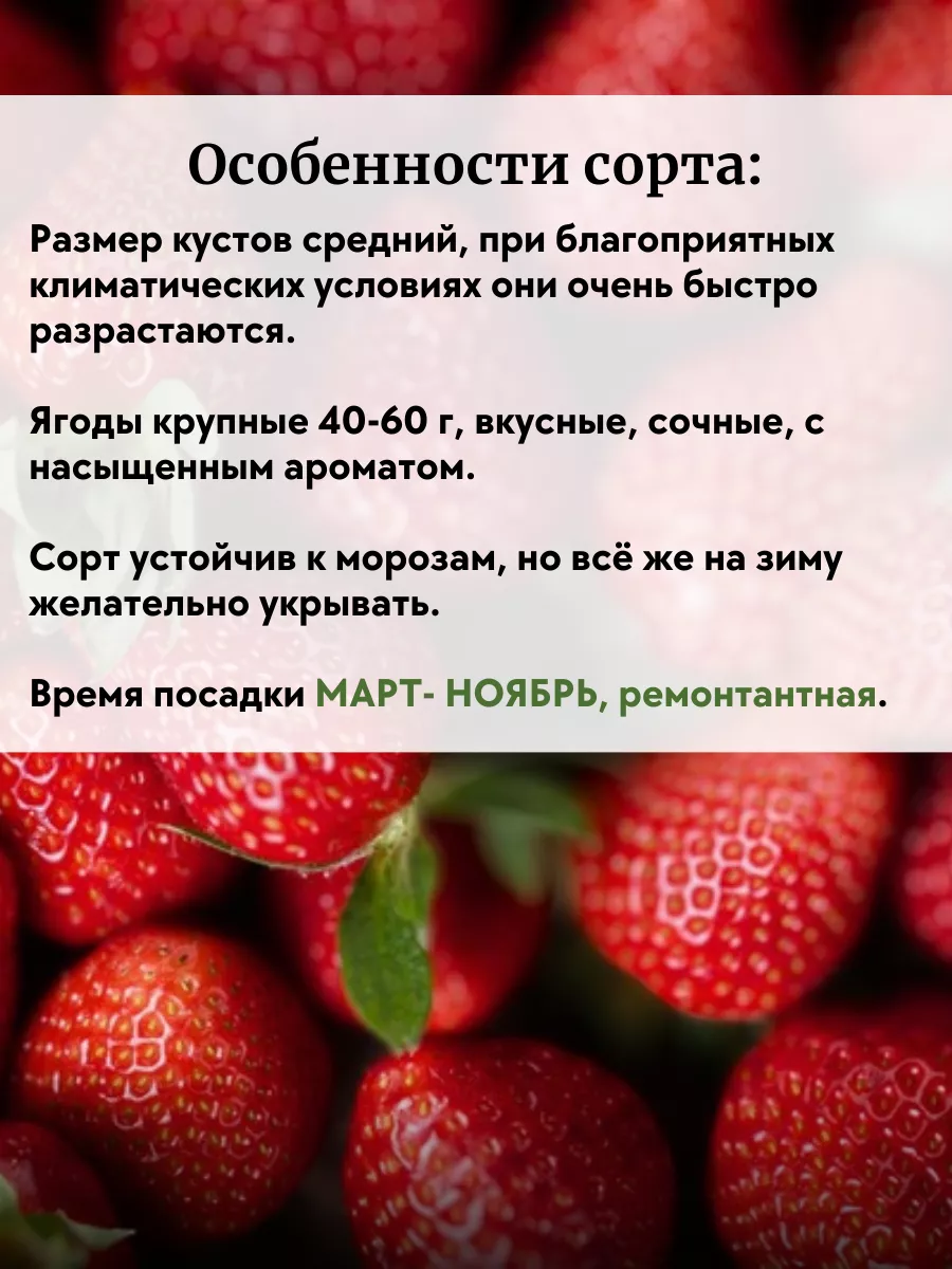 Рассада клубники саженцы 5 штук ОНЛАЙН САД 230183227 купить за 398 ₽ в  интернет-магазине Wildberries