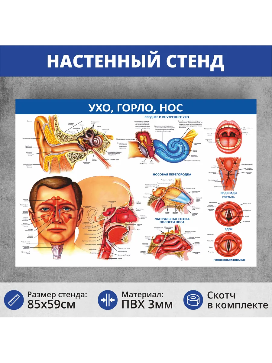 Стенд на стену медицинский "Ухо, горло, нос" 850х590мм