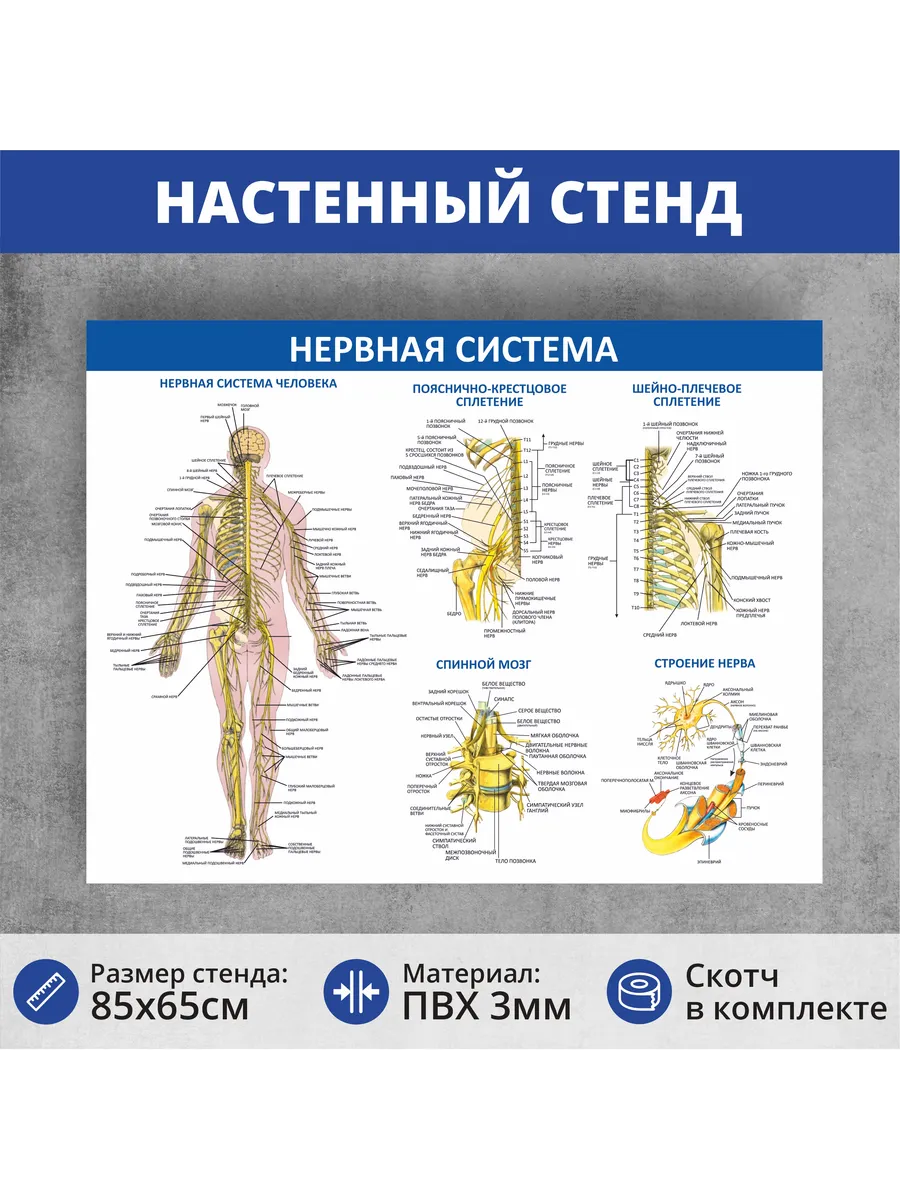 Стенд на стену медицинский "Нервная система" 850х650мм