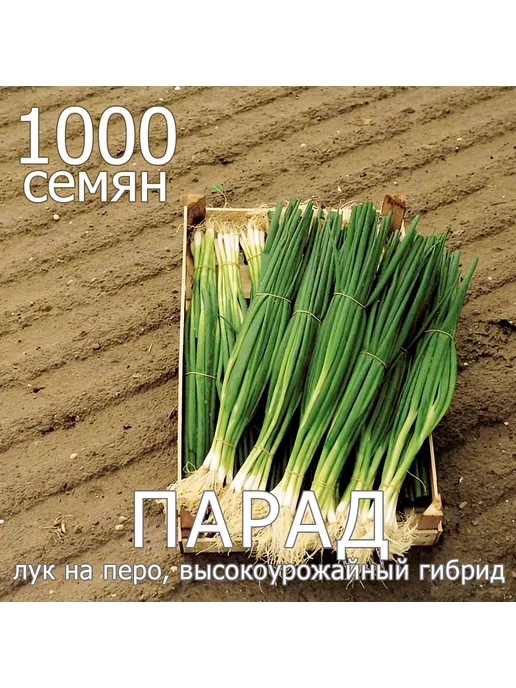  Голландские семена лук батун Парад 1000 шт