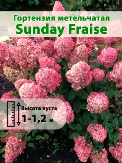 Гортензия метельчатая Sunday Fraise горшок Р9 30-40см