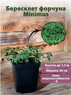 Бересклет форчуна Minimus горшок Р9